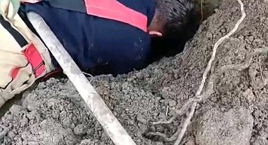 Hatay'da toprağın kaymasıyla göçük altında kalan yavru köpekler kurtarıldı