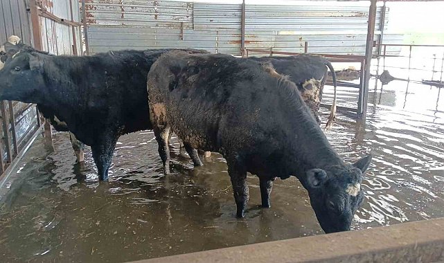 Hayvan damları sular altında kaldı, hayvanlar tahliye ediliyor