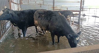 Hayvan damları sular altında kaldı, hayvanlar tahliye ediliyor