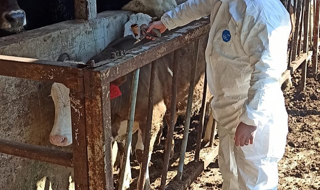 Hayvan sağlığı güvence altına alınıyor