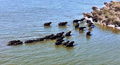 Hayvancılıkta Samsun farkı: 19 bin 495 manda ile ilk sırada