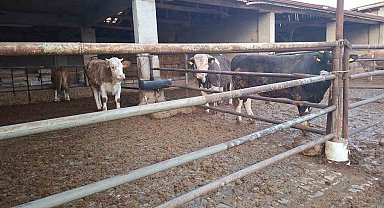 Hisarcık'ta şap karantinası kaldırıldı