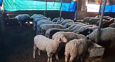 Hobi olarak 4 koyunla başlayan kardeşler 600 hayvan sayısına ulaştı