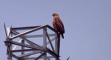 Iğdır'da Kızıl Şahin görüntülendi
