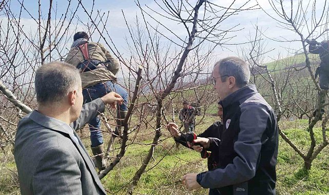 İl Müdürü Ayvalık budama çalışmalarını yerinde inceledi