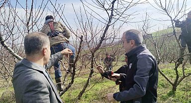 İl Müdürü Ayvalık budama çalışmalarını yerinde inceledi