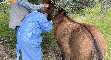 İncirliova'da Afrika At Vebası'na karşı çalışma başlatıldı