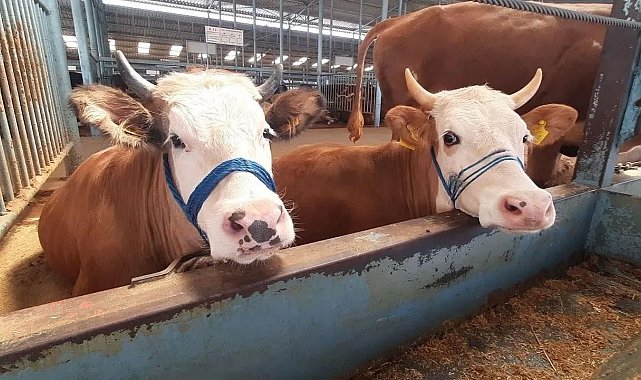 İncirliova'da şap karantinası kaldırıldı