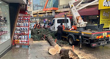 Isparta'da fırtına ağacı kökünden söktü