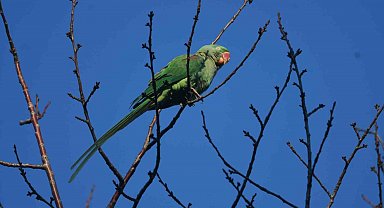İstilacı tür İskender Papağanı Tatvan'da görüntülendi