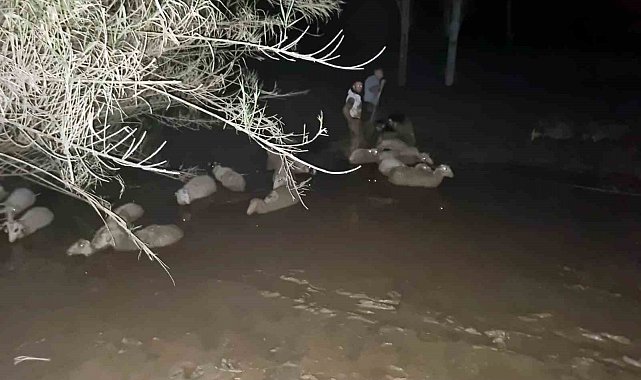 İtfaiyeden koyun kurtarma operasyonu