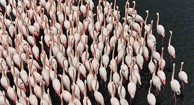 İzmit Körfezi'nde allı turna güzelliği