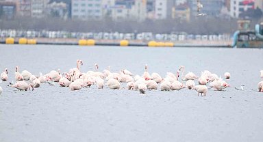 İzmit Körfezi'nin zarif misafirleri şenlikte görüntülendi