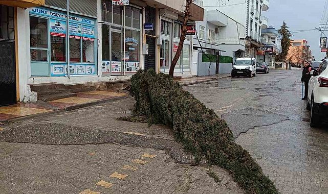 Kahta'da şiddetli rüzgar çam ağacını devirdi