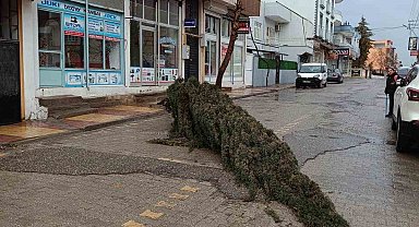 Kahta'da şiddetli rüzgar çam ağacını devirdi