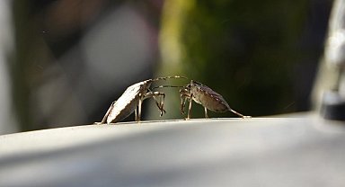 Kahverengi kokarca tehdidinde kritik dönem