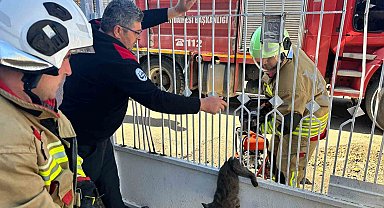 Kapı korkuluğuna sıkışan kediyi itfaiye kurtardı