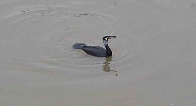 Karabatak kuşu Porsuk Çayı'nda avlanmaya çalıştı