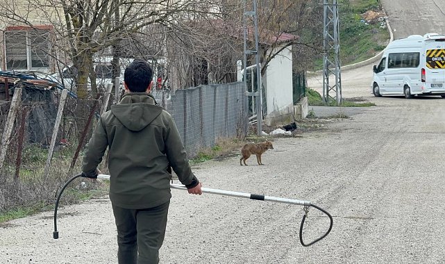 Karabük'te yerleşim yerine inen hasta çakal tedavi edilip doğaya salındı