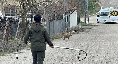 Karabük'te yerleşim yerine inen hasta çakal tedavi edilip doğaya salındı