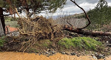 Karacasu'da aşırı yağışlar sonrası toprak kaydı, ağaçlar devrildi