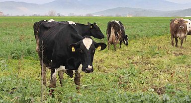 Karacasu'da şap hastalığına yönelik karantina kaldırıldı