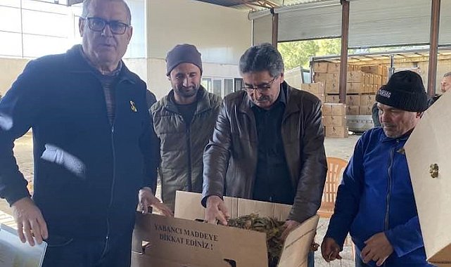 Karacasu'da tütünler paketlenmeye başladı, üretici fiyatlardan dert yandı