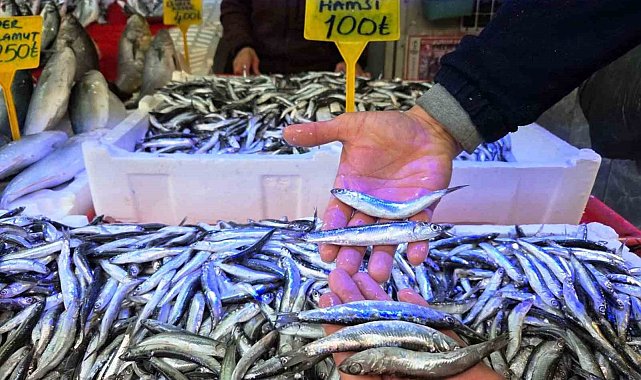 Karadeniz'de hamsi bereketi: Tezgahlar iri hamsiyle doldu