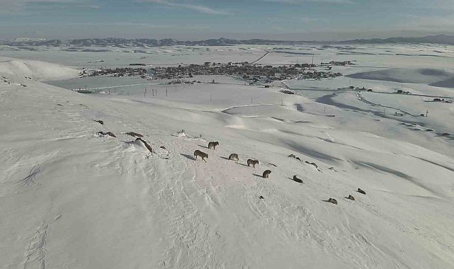 Karayazı'da kurt sürüsü gündüz vakti görüntülendi