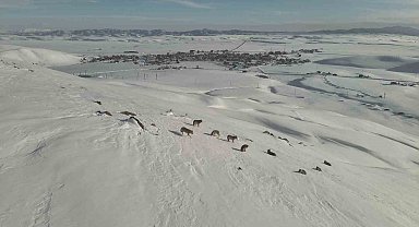 Karayazı'da kurt sürüsü gündüz vakti görüntülendi