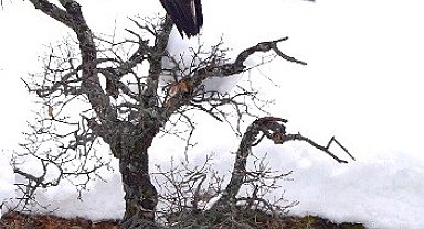 Karganın kartal ile tehlikeli oyunu kamerada