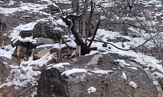 Karlar arasında yiyecek arayan tilki görüntülendi