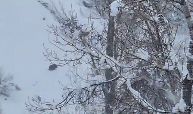 Karlı havada yiyecek arayan yaban domuzu görüntülendi