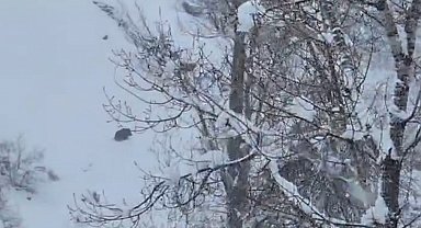 Karlı havada yiyecek arayan yaban domuzu görüntülendi