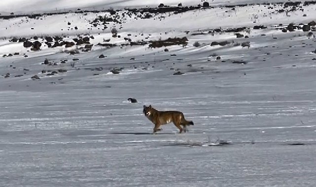 Kars'ta hareket halindeki aracı takip eden kurt kameraya yansıdı