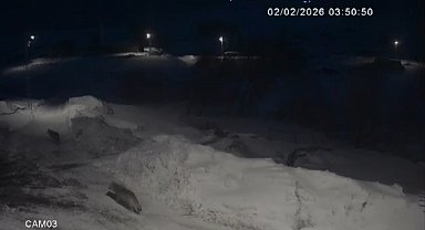 Kars'ta kurtlar köylerde cirit atıyor