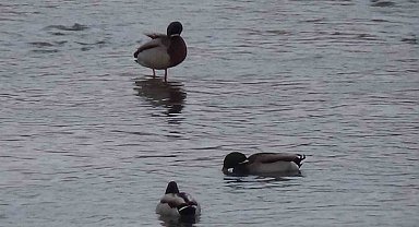 Kars'ta yaban hayatı şehre indi: Yeşilbaş ördeklerin yemek mesaisi kamerada