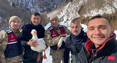 Kayıp kazlar üç gün sonra dere yatağında bulundu