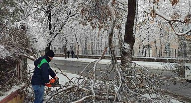 Kayseri Büyükşehir'den kış çalışmalarında ağaç güvenliği seferberliği
