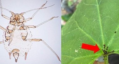 Kaz Dağları'nda yeni bir böcek türü keşfedildi