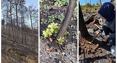 KBÜ yangın sonrası ekolojik süreci araştıracak