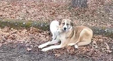 Kedi ve köpeğin dostluğu yüzleri güldürdü