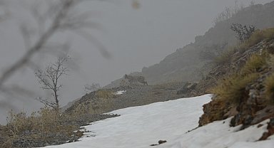Kemaliye'de vaşak ve kızıl akbaba doğal yaşam alanlarında görüntülendi