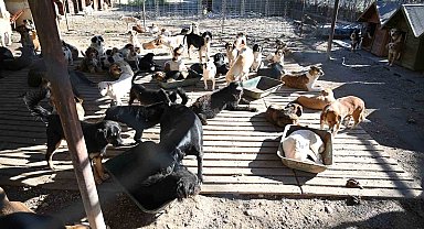 Kemer'de ocak ayında 231 can dostu kısırlaştırıldı