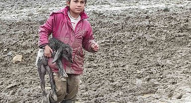 Kendisi küçük yüreği büyük: Minik Zeynep'in yeni doğan kuzuyu soğuktan korumak için gösterdiği çaba duygulandırdı