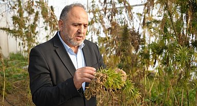 Kenevirden kauçuk, krem ve biyomalzeme: OMÜ'den çok yönlü kenevir çalışmaları