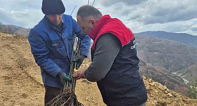 Kestane üretimi arttırılacak