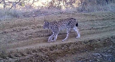 Kırmızı listedeki ormanın hayaleti vaşak fotokapana takıldı