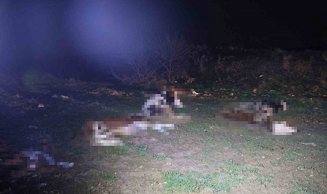 Kırşehir'de bulunan 13 cansız hayvan jandarmayı harekete geçirdi
