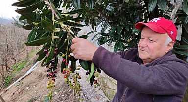 Kış ortasında yalancı bahara aldanan karayemiş ve dut ağaçları çiçek açıp meyve verdi